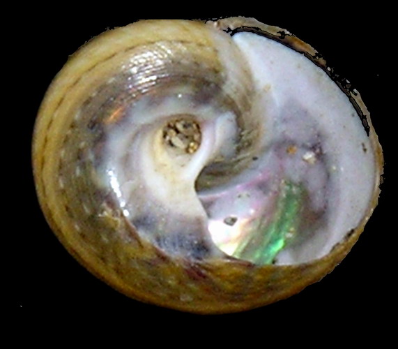 Phorcus richardi  & Gibbula varia